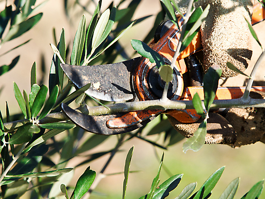 포토 JPG 해외이미지 나무 손 남자 잎 농업 포도 사람 사람없음 농작물 농장 나뭇가지 공구 막대기 자르기 올리브 만들기 해외202004 해외포토 식물 열매 산업 과일 모션 신체부위 도구 파일형식 이미지허브