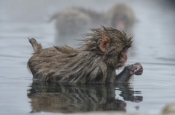 포토 JPG 해외이미지 나무 동물 공원 얼굴 야생동물 분홍색 조각 겨울 포유류 털 사람 사람없음 갈색 걷기 일본 얼음 봄 산책 추위 원숭이 표현 관찰 뜨거움 호기심 오르기 유인원 폭설 해외202004 해외포토 자연요소 식물 계절 공공시설 감정 아시아 컬러 컨셉 모션 휴식 눈_날씨 신체부위 자연재해 파일형식 이미지허브