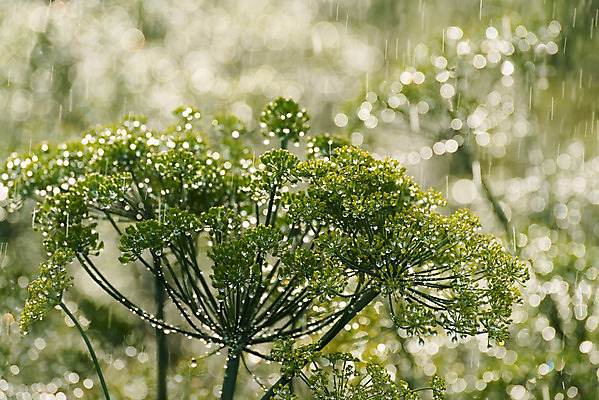 포토 JPG 해외이미지 식물 꽃 별 음식 줄기 백그라운드 잎 패턴 자연 날씨 잔디 사람없음 야외 초록색 물 여름 환경 정원 봄 젖음 물방울 시골 신선 시장 떨어짐 보호 결과 이슬 작음 수집 허브 유기농 정맥 나쁜 딜 엘리먼트 해외202004 해외포토 자연요소 웰빙 계절 컬러 컨셉 무늬 크기 생태계 혈관 파일형식 이미지허브
