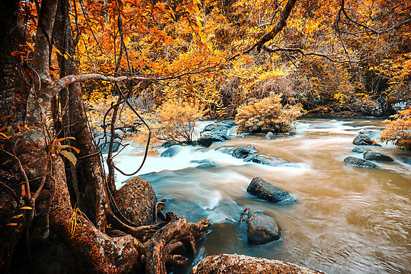 포토 JPG 해외이미지 나무 식물 호수 줄기 잎 자연 그림자 풍경 사람없음 야외 목재 초록색 물 강 갈색 환경 힘 거품 폭포 젖음 흐름 가을 바위 흰색 개울 매끈함 숲 위험 그늘 홍수 뿌리 포도나무 진흙 힘찬 해외202004 해외포토 자연요소 계절 컬러 컨셉 재료 돌_바위 감각 자연재해 과일나무 생태계 파일형식 이미지허브