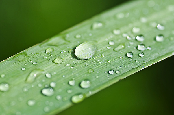 포토 JPG 해외이미지 나무 식물 디자인 아시아 문화 선 줄기 백그라운드 컨셉 잎 패턴 자연 추상 사람없음 목재 초록색 물 환경 정원 일본 스파 중국 봄 활발 흰색 신선 떨어짐 숲 대나무 명상 질감 내추럴 해외202004 해외포토 자연요소 계절 나라 컬러 무늬 재료 생태계 파일형식 이미지허브