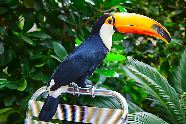 포토 JPG 해외이미지 나무 동물 1 야생동물 여행 오렌지 자연 조류 동물원 사람없음 옆모습 가로 파란색 머리 검은색 미국 활발 흰색 관찰 황무지 숲 열대우림 깃털 에코 부리 장면 새장 지역 브라질 남쪽 고립 멀티 아마존 해외202004 해외포토 식물 뷰포인트 컬러 컨셉 북아메리카 과일 모션 신체부위 환경 남아메리카 방향 생태계 케이지 파일형식 이미지허브