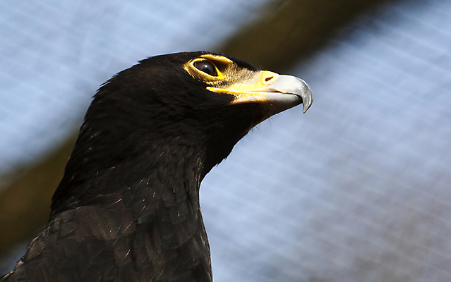 포토 JPG 해외이미지 동물 응시 시선 얼굴 자연 조류 생물 사람없음 야외 스터디 머리 검은색 힘 관찰 닫기 보호 큼 먹이 깃털 사냥 부리 독수리 육식동물 사냥꾼 육식 발견 내추럴 리갈 해외202004 해외포토 직업 컬러 컨셉 모션 신체부위 학습 크기 생태계 파일형식 이미지허브