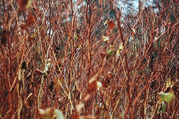 포토 JPG 해외이미지 나무 식물 계절 공원 백그라운드 컨셉 단풍 잎 오렌지 자연 벽지 하늘 추상 따뜻함 풍경 사람없음 야외 빨간색 파란색 빛 컬러풀 햇빛 태양 노란색 우주 환경 정원 맑음 가을 나뭇가지 신선 황금 소프트포커스 숲 11월 질감 보케 10월 내추럴 블러 해외202004 해외포토 자연요소 공공시설 컬러 무늬 과일 날씨 촬영기법 날짜 생태계 파일형식 이미지허브