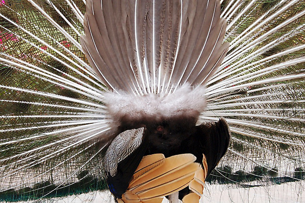 포토 JPG 해외이미지 동물 공원 남자 야생동물 날개 자연 조류 동물원 동양인 사람없음 장식 초록색 춤 우아함 공작 유혹 깃털 꼬리 부리 꿩 해외202004 해외포토 공공시설 컬러 컨셉 문화예술 사람 인종 생태계 파일형식 이미지허브