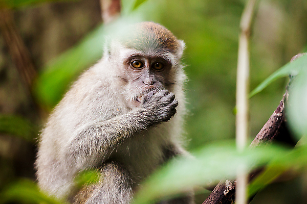 포토 JPG 해외이미지 나무 동물 응시 아시아 얼굴 야생동물 포유류 자연 털 사람없음 야외 초록색 머리 나뭇가지 원숭이 표현 황무지 숲 열대우림 먹기 서식지 유인원 내추럴 섬광 해외202004 해외포토 식물 시선 나라 컬러 모션 신체부위 생태계 파일형식 이미지허브