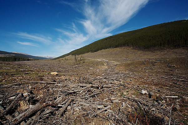 포토 JPG 해외이미지 유적 사람없음 환경 숲 자르기 통나무 잡동사니 벌목 생태학 해외202004 해외포토 나무 전통 교육 모션 파일형식 이미지허브