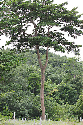 포토 JPG 해외이미지 나무 식물 줄기 사람없음 목재 초록색 나뭇가지 지역 삼림지대 수목 해외202004 해외포토 컬러 재료 숲 파일형식 이미지허브