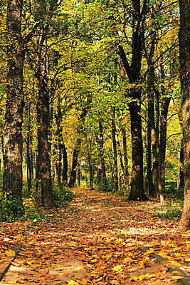 포토 JPG 해외이미지 나무 공원 단풍 낙엽 잎 자연 아침 풍경 사람없음 야외 빨간색 빛 태양 갈색 노란색 가을 나뭇가지 숲 9월 10월 해외202004 해외포토 주간 자연요소 식물 계절 공공시설 컬러 날짜 생태계 파일형식 이미지허브