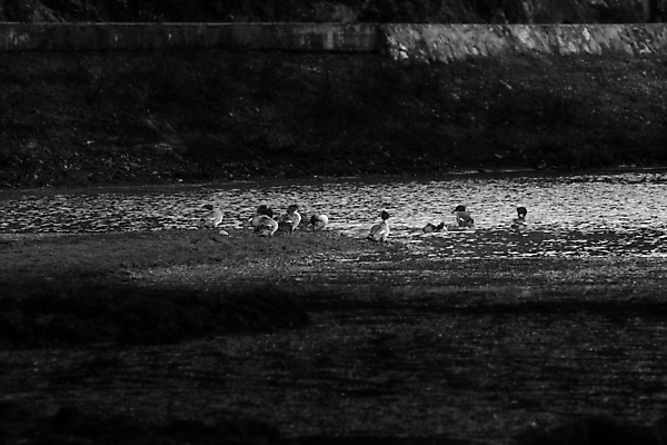 포토 JPG 해외이미지 동물 아시아 여행 자연 풍경 사람없음 관광지 중국 고요 내추럴 해외202004 해외포토 나라 생태계 파일형식 이미지허브