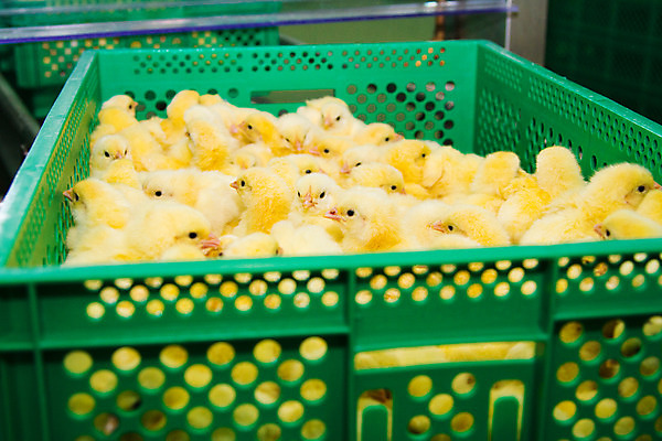 포토 JPG 해외이미지 동물 농업 조류 새로움 사람없음 농장 노란색 계란 치킨 아기 둥지 작음 부화 해외202004 해외포토 산업 컬러 컨셉 사람 알 크기 닭고기요리 파일형식 이미지허브