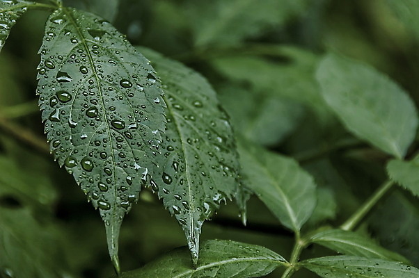포토 JPG 해외이미지 나무 식물 백그라운드 단풍 잎 자연 산 사람없음 야외 초록색 빛 덮개 가을 나뭇가지 신선 닫기 떨어짐 빗방울 통로 발칸반도 불가리아 해외202004 해외포토 계절 컬러 컨셉 모션 뚜껑 비_날씨 생태계 파일형식 남유럽 이미지허브