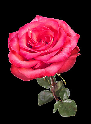 포토 JPG 해외이미지 식물 꽃잎 꽃 길 줄기 백그라운드 잎 꽃무늬 패턴 자연 프레임 사람없음 빨간색 세로 초록색 장미 머리 검은색 활발 벚꽃 신선 선택 자르기 가득함 싱글 심플 고립 전경 완전 해외202004 해외포토 컬러 컨셉 무늬 모션 풍경 신체부위 생태계 파일형식 탑뷰 이미지허브