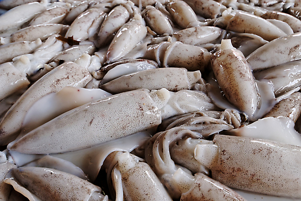 포토 JPG 해외이미지 음식 바다 재료 어류 요리 사람없음 신선 잡기 시장 해산물 오징어 날것 해외202004 해외포토 모션 연체동물 수중동물 파일형식 이미지허브