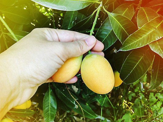 포토 JPG 해외이미지 나무 손 농업 한명 정원 신선 선택 망고 숙성 해외202004 해외포토 식물 1 산업 컨셉 사람 신체부위 열대과일 파일형식 이미지허브