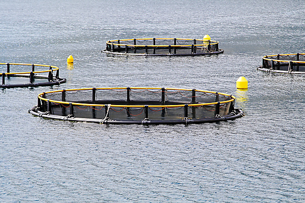 포토 JPG 해외이미지 산업 바다 농업 어류 사람없음 물 원형 그물 상업 새장 몬테네그로 밭일 소금물 수경재배 해외202004 해외포토 자연요소 도형 수중동물 케이지 파일형식 이미지허브