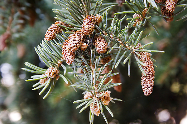 포토 JPG 해외이미지 나무 식물 계절 백그라운드 크리스마스 겨울 자연 사람없음 장식 초록색 나뭇가지 소나무 숲 솔방울 상록수 침엽수 원뿔 해외202004 해외포토 도형 기념일 컬러 생태계 파일형식 이미지허브