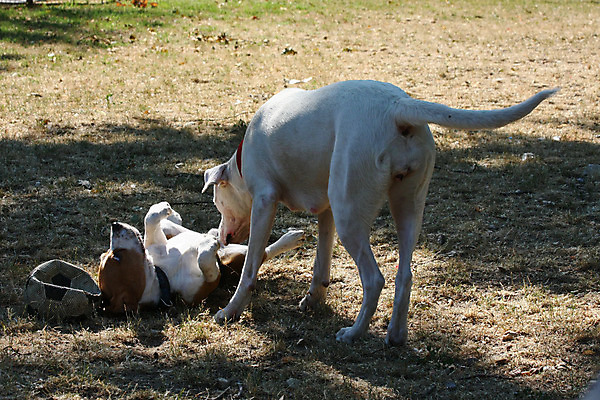 포토 JPG 해외이미지 동물 얼굴 포즈 신체 사람없음 반려동물 힘 용기 자신감 개 강아지 위험 큼 근육질 비글 고체 기르기 지능 힘찬 해외202004 해외포토 그릇 감정 컨셉 포유류 근육 신체부위 크기 몸매 돌봄 파일형식 이미지허브
