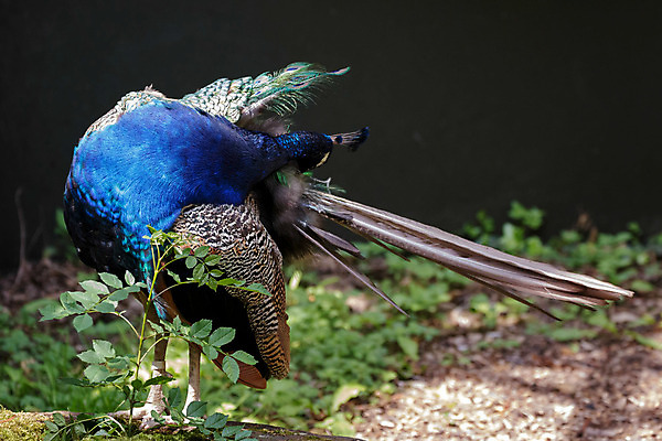 포토 JPG 해외이미지 야생동물 자연 조류 서기 사람없음 초록색 여름 머리 정원 회색 흰색 역사 공작 정상 인도인 깃털 싱글 목 내추럴 동물상 전국 해외202004 해외포토 외국인 동물 계절 컬러 모션 동양인 신체부위 조형물 생태계 파일형식 이미지허브