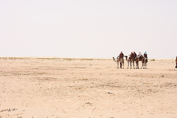 포토 JPG 해외이미지 동물 야생동물 모래 여행 포유류 교통시설 아프리카 자연 하늘 따뜻함 이집트 사람없음 야외 여름 모래사장 태양 여행객 맑음 산책 사막 자유 뜨거움 거친 모래언덕 사파리 낙타 아라비아 모로코 사하라 아랍에미리트 나미비아 단봉낙타 아랍어 오아시스 웅장함 카라반 튀니지 해외202004 해외포토 자연요소 계절 나라 바다 교통 컨셉 중동 날씨 휴식 사람 언덕 시설 생태계 캠핑카 남아프리카 파일형식 이미지허브