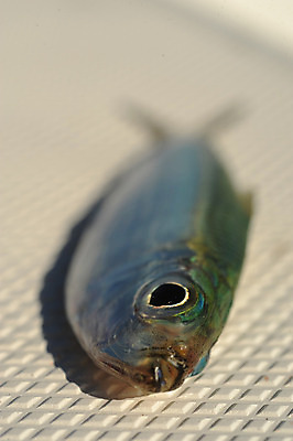 포토 JPG 해외이미지 낚시 사람없음 흰배경 낚시꾼 미끼 고립 해외202004 해외포토 백그라운드 레저 흰색 파일형식 이미지허브