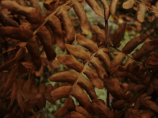 포토 JPG 해외이미지 사람없음 추위 가을 숲 질감 양치류 해외202004 해외포토 계절 파일형식 이미지허브