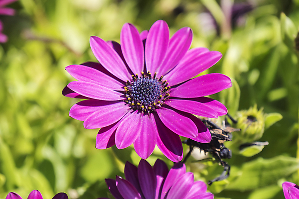 포토 JPG 해외이미지 식물 계절 꽃잎 꽃 줄기 분홍색 백그라운드 잎 꽃무늬 자연 국화 사람없음 야외 장식 초록색 여름 컬러풀 정원 보라색 봄 들꽃 성장 벚꽃 개화 자주색 제비꽃 데이지 무당벌레 꽃가루 거베라 이국적 해외202004 해외포토 컬러 곤충 무늬 가루 생태계 파일형식 이미지허브