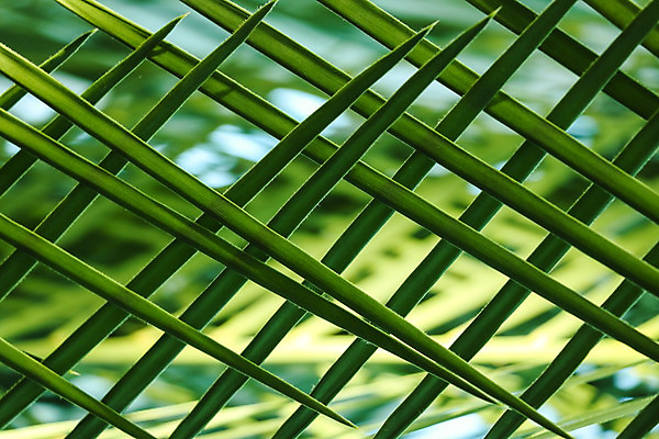 포토 JPG 해외이미지 모양 식물 디자인 공원 선 조각 백그라운드 잎 패턴 자연 표면 추상 프레임 손바닥 사람없음 야외 초록색 여름 빛 환경 정원 봄 줄무늬 성장 나뭇가지 신선 부채 숲 열대우림 설탕 묘사 유기농 질감 내추럴 그리너리 해외202004 해외포토 나무 손 웰빙 계절 공공시설 컬러 무늬 생태계 파일형식 트랜드컬러 이미지허브