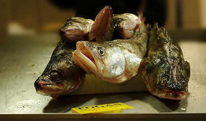 포토 JPG 해외이미지 동물 산업 음식 백그라운드 재료 자연 낚시 건강 육류 3 어류 요리 사람없음 머리 판매 세일 상점 냉동 저녁식사 추위 흰색 죽음 신선 잡기 시장 맛 은색 먹기 준비 날것 소매 단백질 매각 해외202004 해외포토 컬러 컨셉 식재료 모션 레저 신체부위 식사 수중동물 생태계 영양소 파일형식 이미지허브