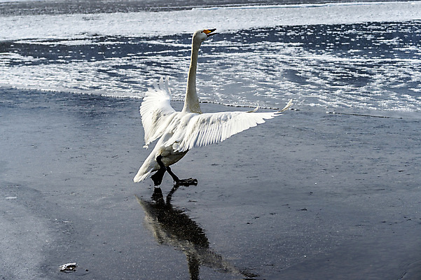 포토 JPG 해외이미지 주간 한마리 호수 사람없음 야외 백조 해외202004 해외포토 자연요소 1 조류 파일형식 이미지허브