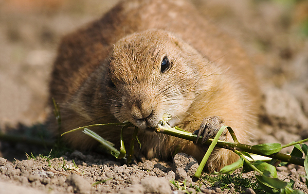 포토 JPG 해외이미지 한마리 야생동물 포유류 들기 사람없음 먹기 프레리도그 해외202004 해외포토 동물 1 모션 파일형식 이미지허브