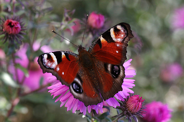 포토 JPG 해외이미지 식물 동물 꽃 유럽 나비 곤충 백그라운드 날개 자연 국화 사람없음 여름 파란색 컬러풀 검은색 오픈 닫기 공작 자주색 제비꽃 내추럴 동물상 해외202004 해외포토 계절 나라 컬러 모션 조류 조형물 생태계 파일형식 이미지허브
