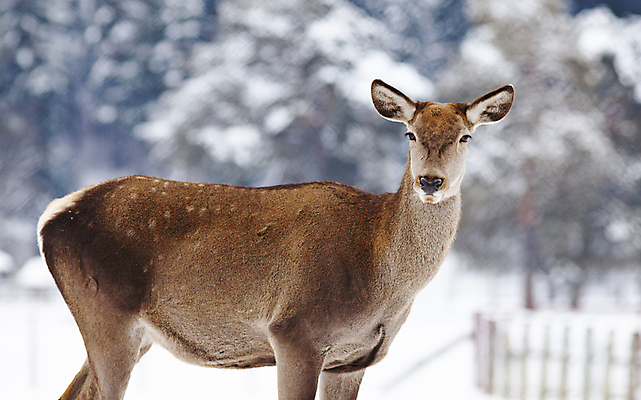 포토 JPG 해외이미지 주간 응시 유럽 야생동물 겨울 사슴 사람없음 야외 아웃포커스 숲 눈내림 해외202004 해외포토 자연요소 동물 시선 계절 나라 포유류 눈_날씨 촬영기법 파일형식 이미지허브