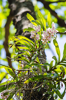 포토 JPG 해외이미지 식물 꽃잎 꽃 분홍색 잎 꽃무늬 자연 사람없음 초록색 여름 컬러풀 봄 벚꽃 내추럴 해외202004 해외포토 계절 컬러 무늬 생태계 파일형식 이미지허브