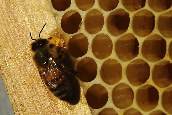 포토 JPG 해외이미지 식물 동물 꽃 음식 곤충 백그라운드 패턴 농업 자연 프레임 세포 건강 사람없음 여름 약 환경 벚꽃 머리빗 황금 닫기 달콤 꿀벌 벌 먹기 영화 유기농 바쁨 꽃가루 꿀 벌집 내추럴 밀랍 식민지 양봉 양봉장 해외202004 해외포토 웰빙 계절 산업 무늬 의학 모션 문화예술 미용용품 맛 벌_곤충 가루 생태계 파일형식 이미지허브