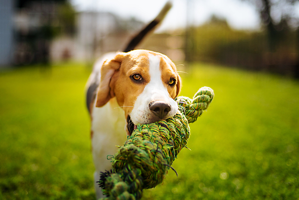 포토 JPG 해외이미지 동물 공원 행복 포즈 밭 장난 포유류 자연 놀이 기술 건강 잔디 사람없음 야외 초록색 여름 반려동물 장난감 달리기 운동 점프 기쁨 잡기 개 매듭 사냥개 비글 송곳니 기르기 신앙심 유래 해외202004 해외포토 식물 계절 공공시설 감정 컬러 농업 모션 치아 생태계 돌봄 파일형식 이미지허브