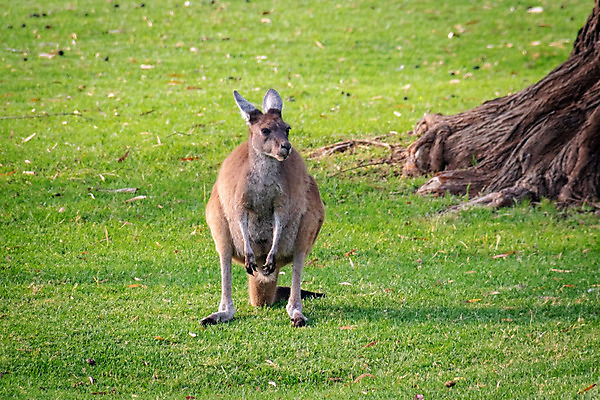 포토 JPG 해외이미지 동물 공원 야생동물 섬 밭 포유류 가족 자연 엄마 털 사랑 사람없음 초록색 갈색 점프 회색 자녀 아기 호주 모피 캥거루 동쪽 내추럴 서쪽 파우치 해외202004 해외포토 공공시설 감정 컬러 농업 가방 관계 모션 사람 오세아니아 방향 생태계 파일형식 이미지허브