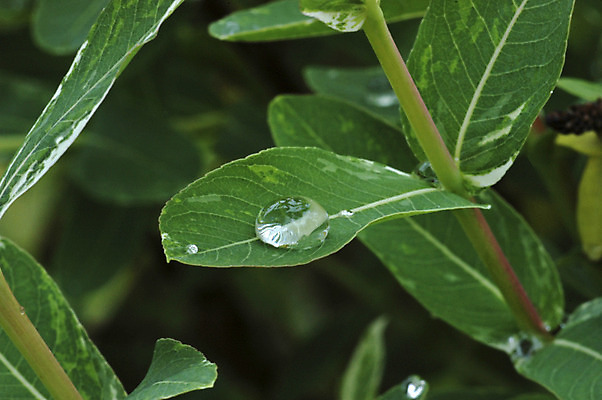 포토 JPG 해외이미지 나무 식물 백그라운드 잎 자연 추상 건강 사랑 사람없음 야외 초록색 물 여름 노란색 환경 정원 스파 봄 물방울 신선 액체 닫기 떨어짐 작음 허브 순수 에코 생태계 원예 내추럴 생태학 해외202004 해외포토 자연요소 계절 교육 감정 컬러 컨셉 무늬 모션 취미 크기 파일형식 이미지허브