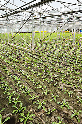 포토 JPG 해외이미지 식물 산업 문화 음식 농업 채소 유리 주택 사람없음 내부 초록색 빛 농작물 놀이방 샐러드 수확 성장 행운 시장 상추 유기농 원예 모종 밭일 온실 그리너리 해외202004 해외포토 웰빙 컬러 컨셉 재질 취미 건물 파일형식 트랜드컬러 이미지허브
