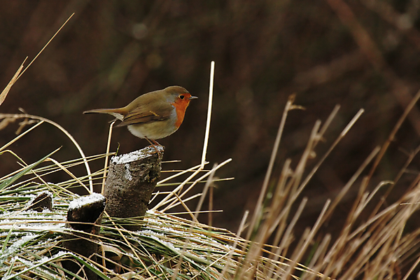 포토 JPG 해외이미지 동물 야생동물 겨울 자연 조류 앉기 사람없음 빨간색 갈색 회색 작음 해외202004 해외포토 계절 컬러 모션 크기 생태계 파일형식 이미지허브