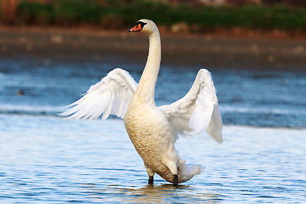 포토 JPG 해외이미지 주간 한마리 호수 사람없음 야외 백조 해외202004 해외포토 자연요소 1 조류 파일형식 이미지허브
