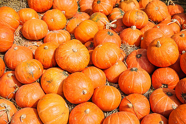 포토 JPG 해외이미지 계절 음식 겨울 채소 오렌지 태국 호박 휴가 사람없음 빨간색 농장 할로윈 수확 가을 볏짚 큼 밀짚 거인 스쿼시 대서양 많음 해외202004 해외포토 아시아 스포츠 바다 컬러 컨셉 농업 과일 구기 짚 크기 파일형식 이미지허브