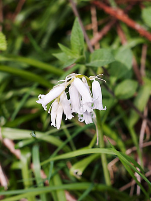 포토 JPG 해외이미지 나무 식물 영어 계절 공원 꽃 길 백그라운드 봄꽃 자연 영국 잉글랜드 풍경 사람없음 야외 목재 초록색 파란색 정원 보라색 봄 활발 들꽃 성장 시골 보호 숲 블루벨 삼림지대 영원 히아신스 해외202004 해외포토 문자 공공시설 유럽 컬러 컨셉 재료 생태계 파일형식 이미지허브