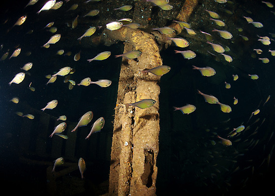 포토 JPG 해외이미지 교통시설 어류 사람없음 수중 산호 화물선 부식 홍해 조난 해외202004 해외포토 바다 교통 배_교통 수중동물 자포동물 시설 파일형식 이미지허브