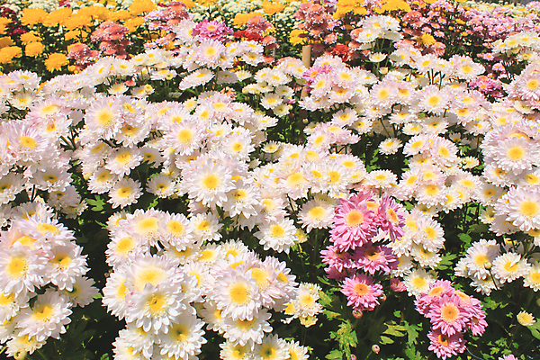 포토 JPG 해외이미지 식물 계절 꽃잎 꽃 분홍색 꽃다발 백그라운드 꽃무늬 패턴 자연 벽지 하늘 국화 사람없음 야외 장식 가로 빨간색 머리 정원 활발 벚꽃 가을 신선 우아함 다발 묘사 원예 많음 해외202004 해외포토 컬러 컨셉 무늬 취미 신체부위 생태계 파일형식 이미지허브