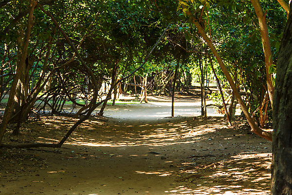 포토 JPG 해외이미지 나무 식물 계절 공원 도로 길 여행 백그라운드 잎 자국 자연 아침 산 풍경 사람없음 야외 초록색 여름 파란색 빛 컬러풀 태양 평화 걷기 환경 어둠 침묵 봄 산책 산책로 하이킹 안개 황무지 숲 산등성이 북쪽 내추럴 해외202004 해외포토 주간 자연요소 공공시설 컬러 컨셉 교통시설 모션 레저 날씨 휴식 소리 방향 생태계 파일형식 이미지허브