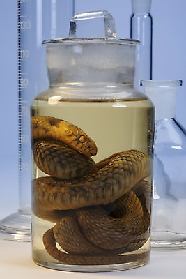 포토 JPG 해외이미지 과학 파충류 자연 실험 사람없음 스터디 견본 죽음 항아리 뱀 실험실 생물학 해결 해외202004 해외포토 동물 교육 학습 도자기 생태계 파일형식 이미지허브