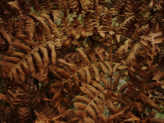 포토 JPG 해외이미지 사람없음 추위 가을 숲 질감 양치류 해외202004 해외포토 계절 파일형식 이미지허브