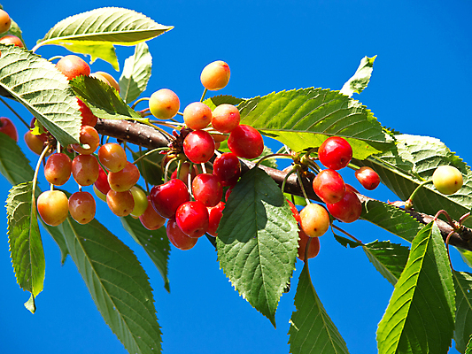 포토 JPG 해외이미지 나무 음식 줄기 잎 농업 과일 자연 사람없음 빨간색 초록색 농작물 수확 성장 나뭇가지 원형 체리 달콤 맛 타르트 해외202004 해외포토 도형 식물 산업 빵 컬러 컨셉 생태계 파이_빵 파일형식 이미지허브