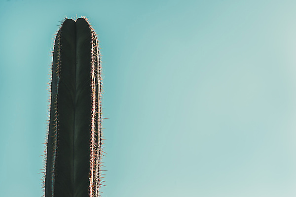 포토 JPG 해외이미지 식물 디자인 백그라운드 자연 선인장 미술 사람없음 초록색 여름 파란색 컬러풀 유행 사막 가시 달콤 고립 정물화 파스텔톤 팝 스타일 힙스터 미니멀 해외202004 해외포토 계절 패션 컬러 문화예술 맛 그림 생태계 파일형식 이미지허브